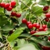 Combination Dwarf Cherry Tree (3 Varieties) -Alpja Fruits Shop combination cherry 1