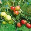 Combination Disease-Resistant Apple (3 Varieites) -Alpja Fruits Shop combo