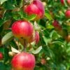 Combo Heritage Apple (4 Varieties)