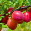 Combo Asian Plum (3 Varieties) -Alpja Fruits Shop combo asian plum 1 1
