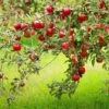 Combo Disease-Resistant Apple (4 Varieties) -Alpja Fruits Shop combo disease resistant apple 1