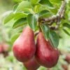 Combo European Pear Tree (3 Varieties) -Alpja Fruits Shop combo european pear 1