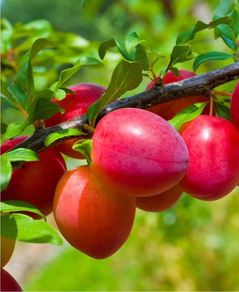 Combo Asian Plum (4 Varieties) 3 Combo Asian Plum (4 Varieties)