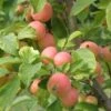 WSU Puget Spice Crabapple 1 WSU Puget Spice Crabapple -Alpja Fruits Shop crabapple a725s puget spice 1