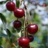Craig's Crimson Cherry -Alpja Fruits Shop craigs crimson cherry