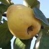 Ekmek Quince -Alpja Fruits Shop d088 2