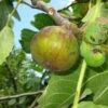 Dauphine Fig -Alpja Fruits Shop dauphine gm 2