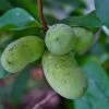 Potomac® Paw Paw -Alpja Fruits Shop ddddpawapaw