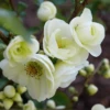 Double Take Eternal White™ Flowering Quince -Alpja Fruits Shop dtew