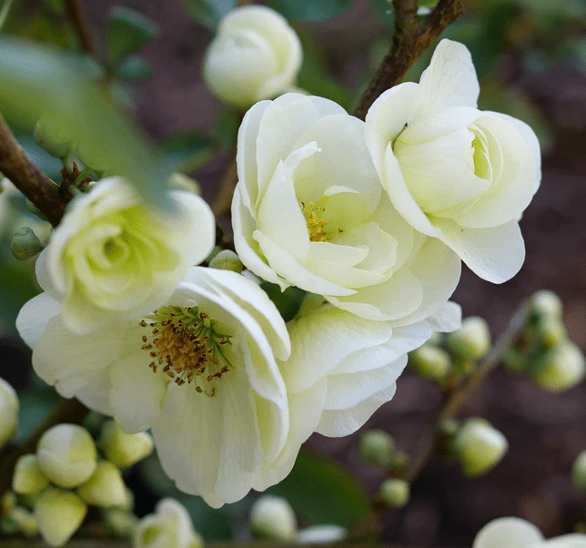 Double Take Eternal White™ Flowering Quince 3 Double Take Eternal White™ Flowering Quince