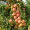 Early Golden Asian Plum -Alpja Fruits Shop early golden 1 1
