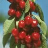 Vandalay Cherry 2 Vandalay Cherry -Alpja Fruits Shop early burlat cherry 450x d5e01485 b31c 4738 a2e1 f8bc4a4db9b4
