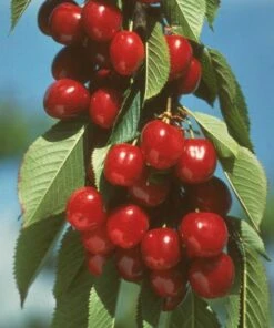Vandalay Cherry