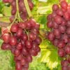 Einset Seedless Grape -Alpja Fruits Shop einset grape 1