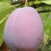 Ersinger European Plum -Alpja Fruits Shop ersinger