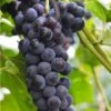 Faith Seedless Grape -Alpja Fruits Shop faith grape
