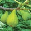 Lattarula Fig -Alpja Fruits Shop fg201 EG figs varieties 5