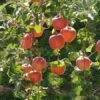 Fuji Apple 1 Fuji Apple -Alpja Fruits Shop fuji