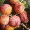 Combo Mirabelle Plum (3 Varieties) 1 Combo Mirabelle Plum (3 Varieties) -Alpja Fruits Shop geneva mirabelle 0175b19c 649b 4b08 8005 011ca606f415 1