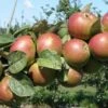 Combination Cider Apple Tree (3 Varieties) -Alpja Fruits Shop granniwinkle 1