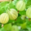 Pixwell Gooseberry -Alpja Fruits Shop green gooseberry
