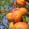 Harglow Apricot -Alpja Fruits Shop harglow apricot