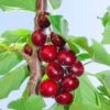 Hartland Cherry 1 Hartland Cherry -Alpja Fruits Shop hartland cherry 1