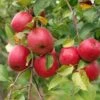 Akane And Honeycrisp Mini Orchard Bundle (3 Trees) -Alpja Fruits Shop honeycrisp