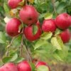 Easy-Grow Orchard Honeycrisp Apple Bundle (3 Trees) -Alpja Fruits Shop honeycrisp 517a3490 75fd 4bf8 b854 5bab00bd307c