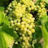 Hope Seedless Grape -Alpja Fruits Shop hope grape 1