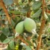 Ramsey Guava -Alpja Fruits Shop how to grow pineapple guava feijoa feature 24034da0 14c5 469f a6d0 4e2c550b3709