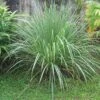 Lemon Grass 1 Lemon Grass -Alpja Fruits Shop httpraintreenursery netplemon grass1 1