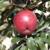 Arkansas Black Apple -Alpja Fruits Shop httpraintreenursery.netpa088d arkansas black apple 02
