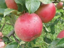 Wolf River Apple -Alpja Fruits Shop httpraintreenursery.netpa720s wolfriver1 cc2662c6 b61b 4ab0 b8a8 42e171eb72fb