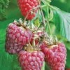 Tulameen Raspberry -Alpja Fruits Shop httpraintreenursery.netpbest tulameen1