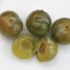 Reine Claude Doree European Plum -Alpja Fruits Shop httpraintreenursery.netpc015 reine claude doree