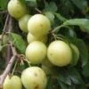 Yellow Roadside Plum -Alpja Fruits Shop httpraintreenursery.netpc324