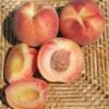 Tri Lite Peach/Plum -Alpja Fruits Shop httpraintreenursery.netpc351