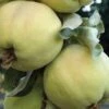 Pineapple Quince -Alpja Fruits Shop httpraintreenursery.netpd086 pineapple quince
