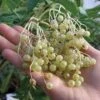 Goldbeere Elderberry -Alpja Fruits Shop httpraintreenursery.netpe031goldbeere