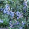 Aurora Blueberry -Alpja Fruits Shop httpraintreenursery.netpe201 aurora