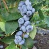 Liberty Blueberry -Alpja Fruits Shop httpraintreenursery.netpe246 liberty blue