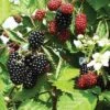 Loch Ness Thornless Blackberry 1 Loch Ness Thornless Blackberry -Alpja Fruits Shop httpraintreenursery.netpe550 021