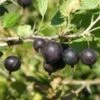 Orus 8 Goose/Currant -Alpja Fruits Shop httpraintreenursery.netpe775 01