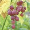 Hungarian Seedless Grape 1 Hungarian Seedless Grape -Alpja Fruits Shop httpraintreenursery.netphungarian grape2