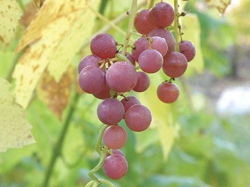 Hungarian Seedless Grape 3 Hungarian Seedless Grape