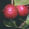 Chilean Guava -Alpja Fruits Shop httpraintreenursery.netpj370 01 gigapixel standard scale 6 00x f7aebaa5 0173 44b7 bd25 672bc05c5819