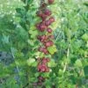 Leepared Gooseberry -Alpja Fruits Shop httpraintreenursery.netpleepared gooseberry