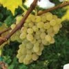 Neptune Seedless Grape -Alpja Fruits Shop httpraintreenursery.netpneptunegrape1