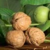 Franquette Walnut -Alpja Fruits Shop httpraintreenursery.netpwalnuts1